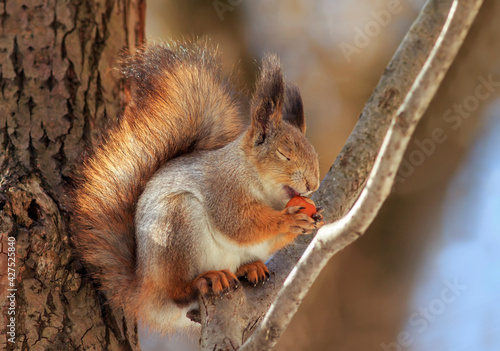 cute fluffy squirrel sitting in the park on a tree branch and appetitiously e...