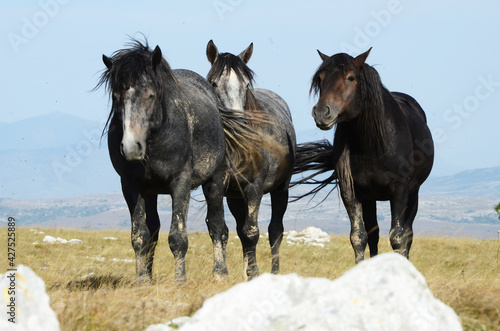 Livno Bosnia and Herzegovina  horse  black horse  white horse  black and white horse  nature  beautiful horse 