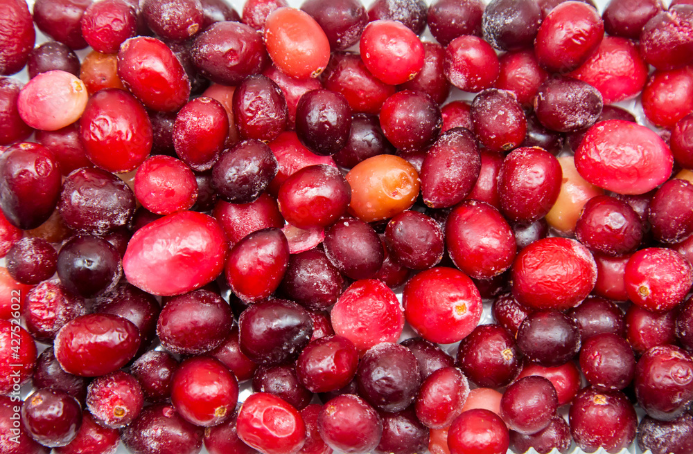 Berries of cranberry garden quick-frozen pink and red with white frost, useful products vitamins. Berries of cranberry garden quick-frozen pink and red with white frost, useful products vitamins.