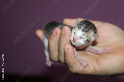 Cute little newborn kitten in hand in nice blurred background