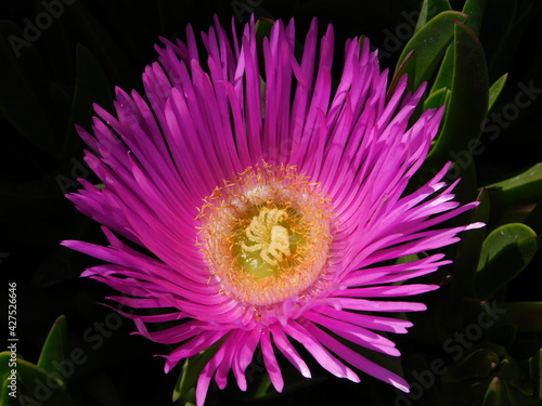 Elands sourfig or pig face or ice plant or carpobrotus or mesembryanthemum acinaciformis flowers, near the sea shore in Attica, Greece photo