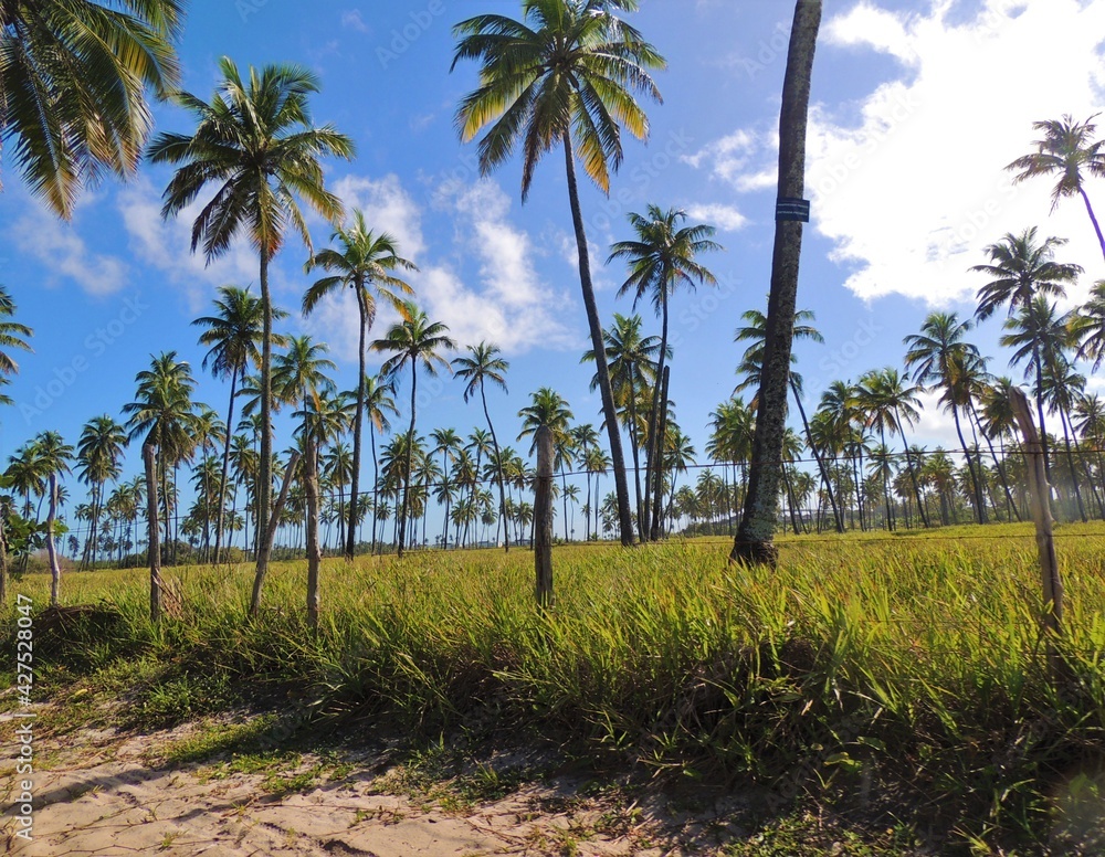 palm trees and sky