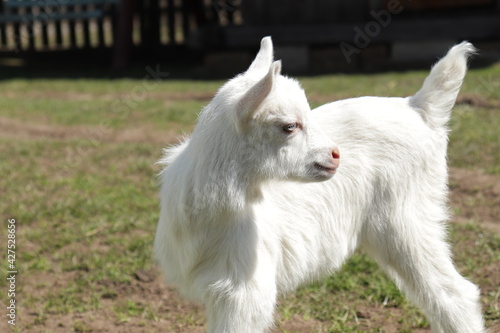 White baby goat sniffing green grass outside at an animal sanctuary, free for the first time, cute and adorable little goat © LP