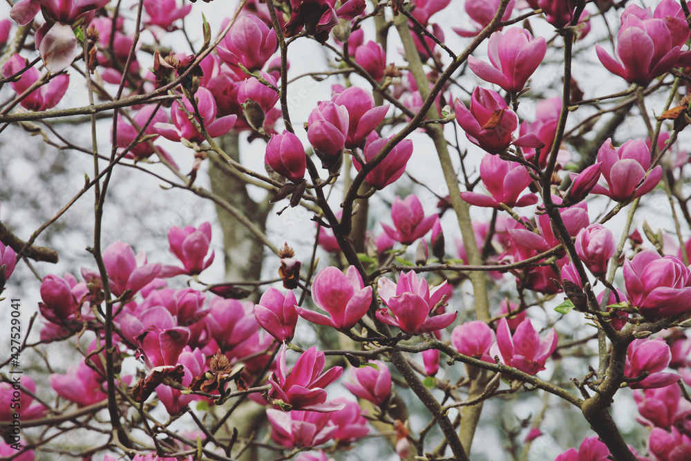 Deep pink 'Magnolia liliiflora' in flower