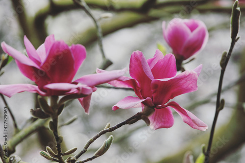 Deep pink 'Magnolia liliiflora' in flower