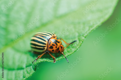 Crop pest, the Colorado potato beetle sits on the leaves of potatoes © andrei310