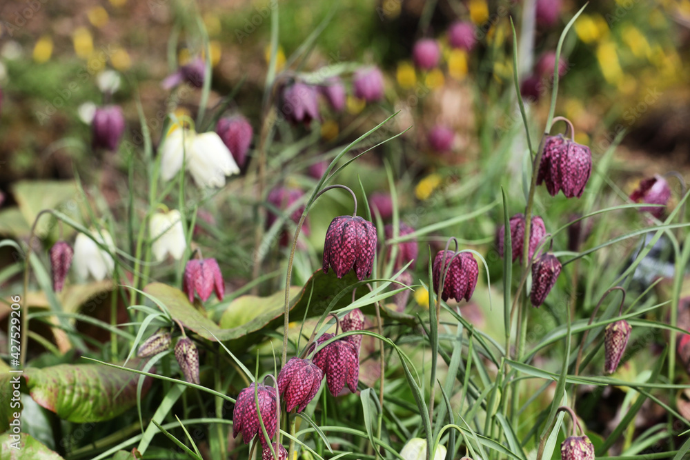 Purple chequered 'Snake Head Fritillary' in flower