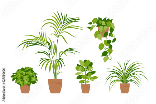 Collection home plants. Potted plants isolated on white. Vector set green plants. Trendy home decor with indoor plants, planters, tropical leaves. Flat.