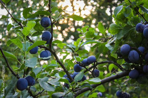 A large branch with lots of plums. Plum fruits on a branch. Growing plums in a plum orchard.