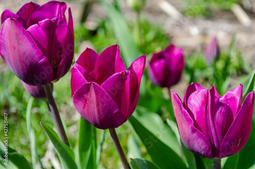 Fototapeta Naklejka Na Ścianę i Meble -  Tulipes violettes dans un jardin printanier