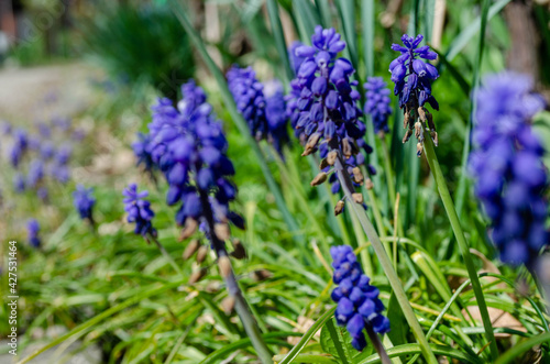 Muscari  jacinthes    grappes  fleurs bleues    bulbes au printemps