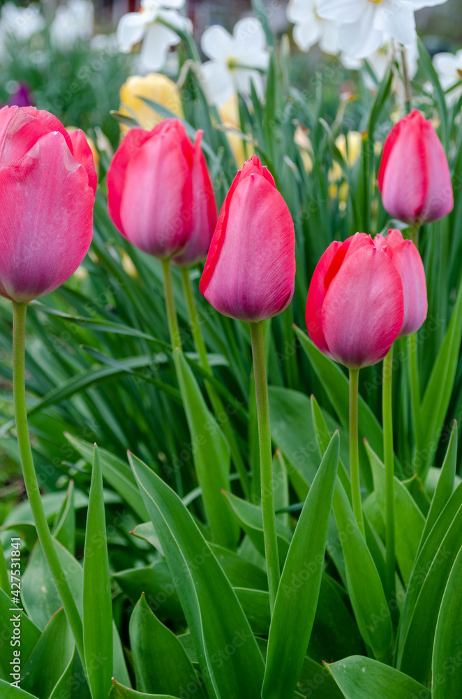 Fototapeta premium Tulpen, rosa
