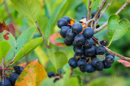 Close up of chokeberry berries on a branch. Ripe chokeberry berries. Aronia fruit.