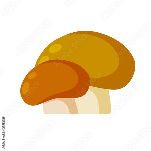 Boletus edulis. Mushroom with a brown cap. Natural cep