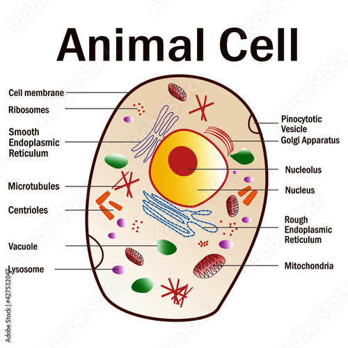 A vector illustration of an animal cell with a hand and a magnifying glass on white background.