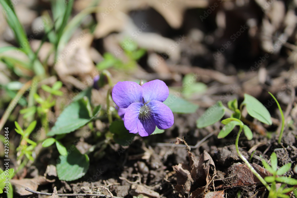 Common blue violet at Linne Woods in Morton Grove, Illinois in sun Common blue violet at Linne Woods in Morton Grove, Illinois in sun