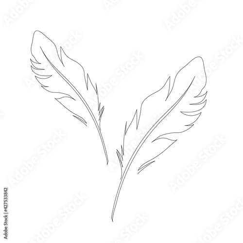 bird feather line drawing.  Hand-drawn minimalist illustration, vector.