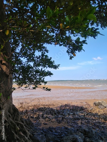 tree on the beach