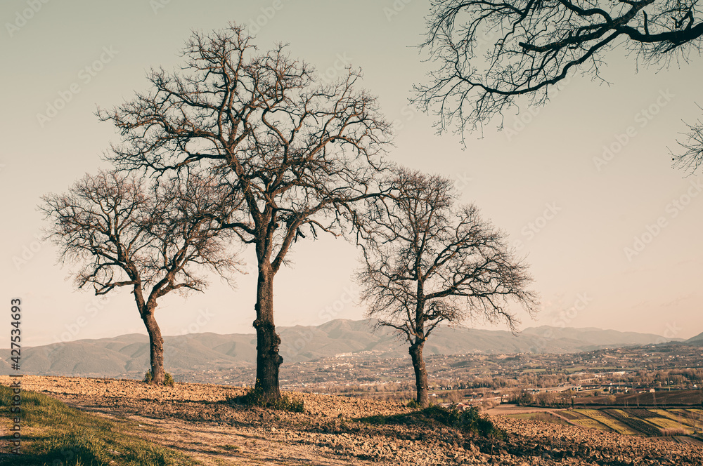 Three large oaks in winter