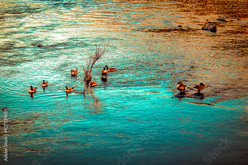 Evening Water Fowl