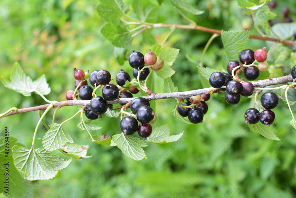 On the bush berries are ripe currant. On the bush berries are ripe currant.