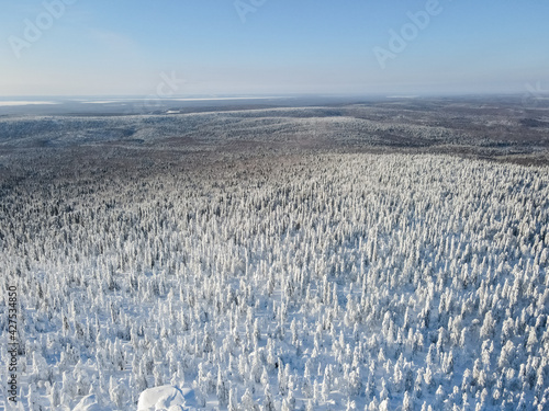 Pine Forest under Snow in Winter. Aerial View of Evergreen Coniferous Fir Trees