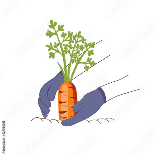 Carrots grow in the soil, gardening works in summer and autumn. Gardening concept. Vector illustration.