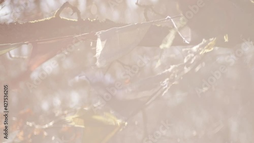 Multicoloured Prayer Flag Blowing In Autumn