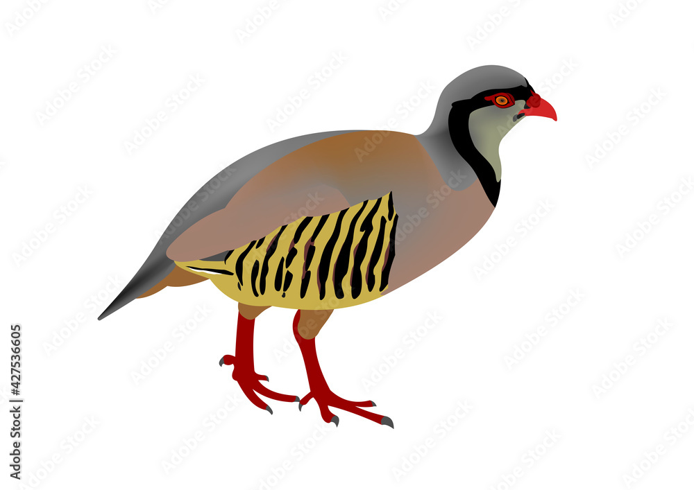 Obraz premium Rock partridge, Alectoris graeca