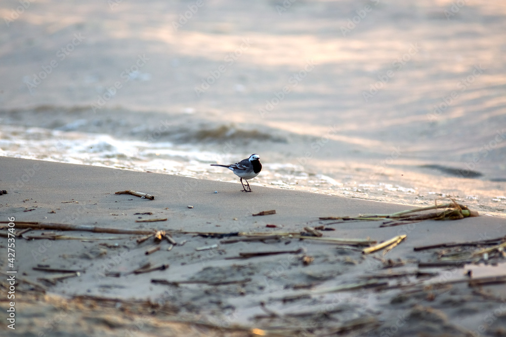 Mały drobny ptaszek spacerujący wzdłuż brzegu zatoki. - obrazy, fototapety, plakaty 