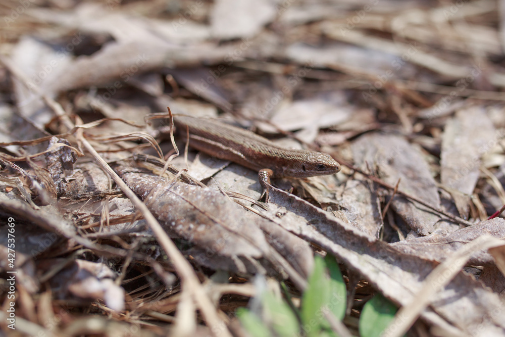 Lizard in the grass. Lizard in the grass.
