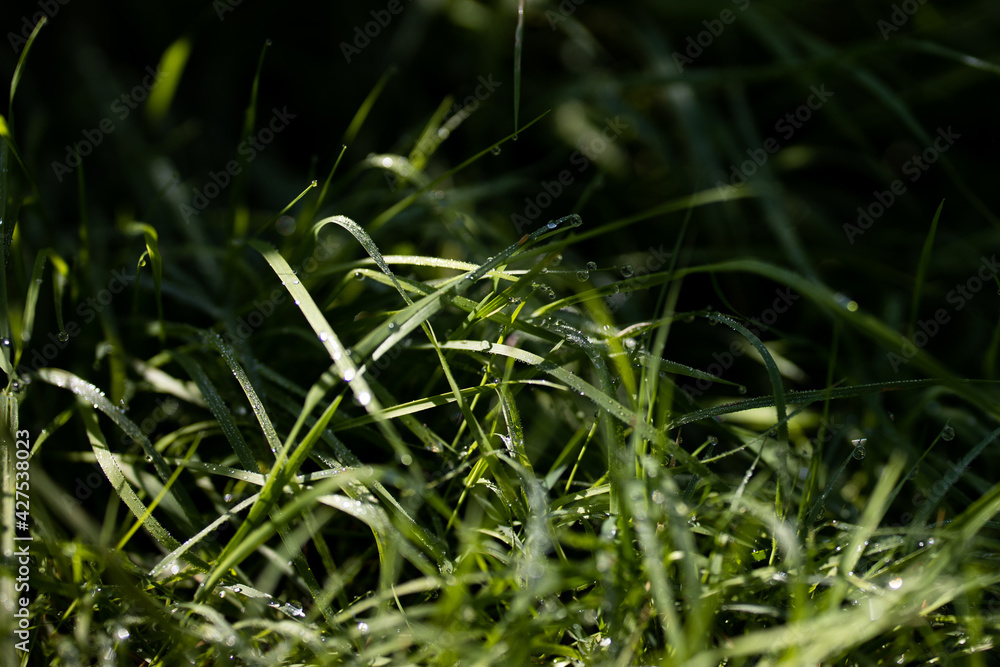 Close up of fresh thick grass with water drops in the early morning Close up of fresh thick grass with water drops in the early morning