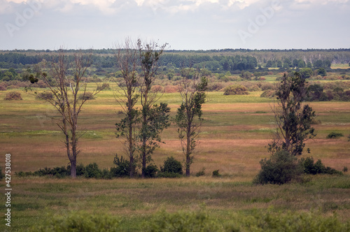 Krajobraz przyroda widok na polanę z wysokimi drzewami z dalekiej perspektywy 