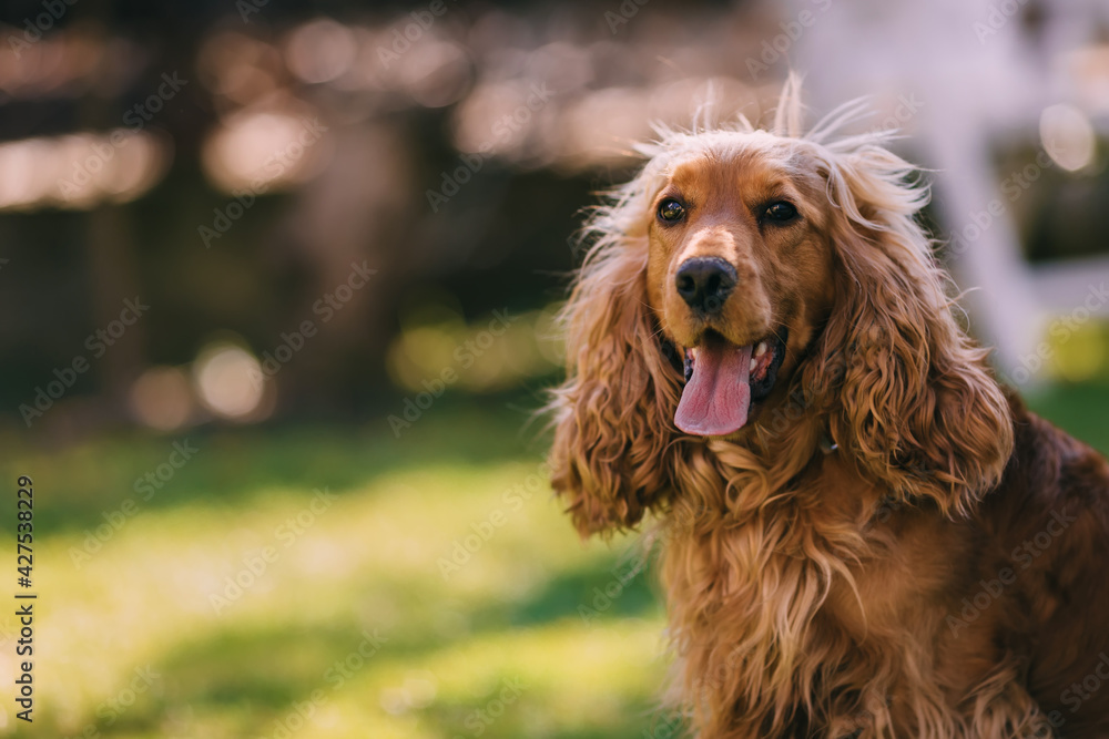 Sunset portrait of a cocker spaniel puppy. This is a very loving Sunset portrait of a cocker spaniel puppy. This is a very loving