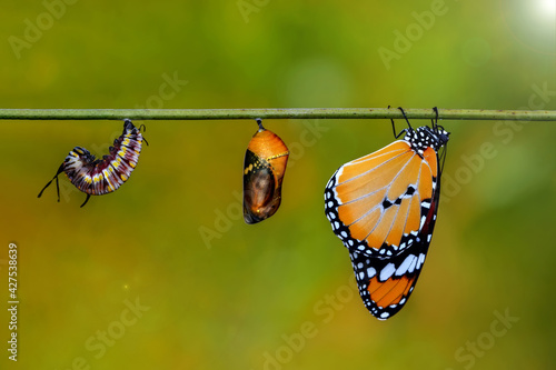 Amazing moment ,Monarch Butterfly , caterpillar, pupa and emerging with clipping path. © blackdiamond67