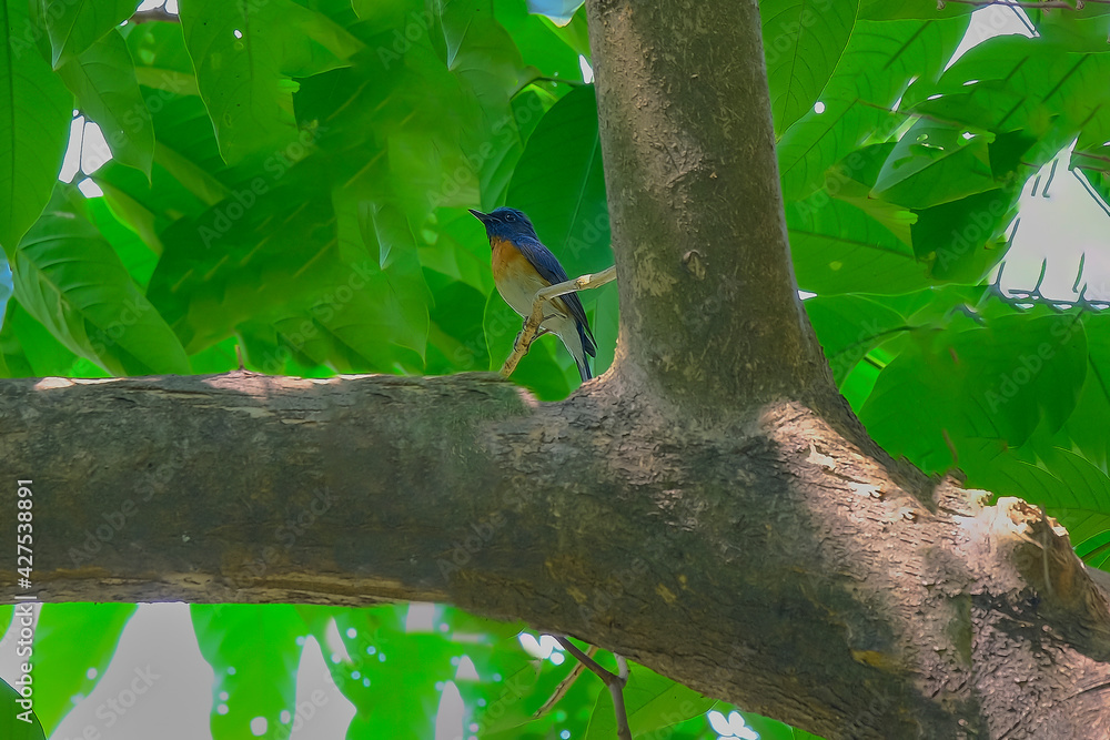 Blue-throated blue Flycatcher