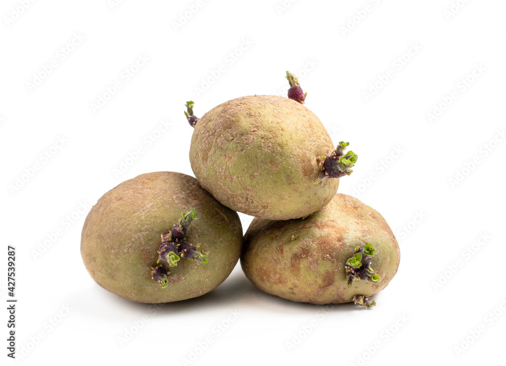 Potato tubers with new green sprouts isolated on white. Ready to plant. Potato tubers with new green sprouts isolated on white. Ready to plant.