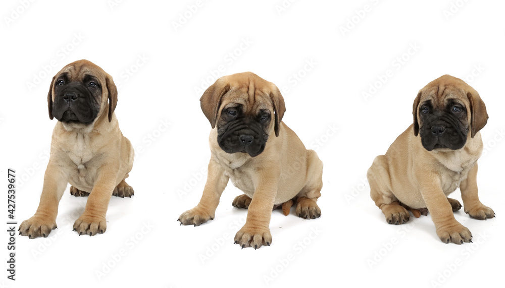 group of dogs isolated