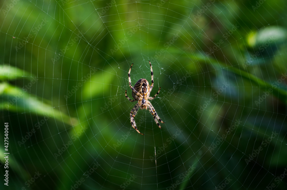 Spider on a cobweb on reed leaves. Spider on a cobweb on reed leaves.