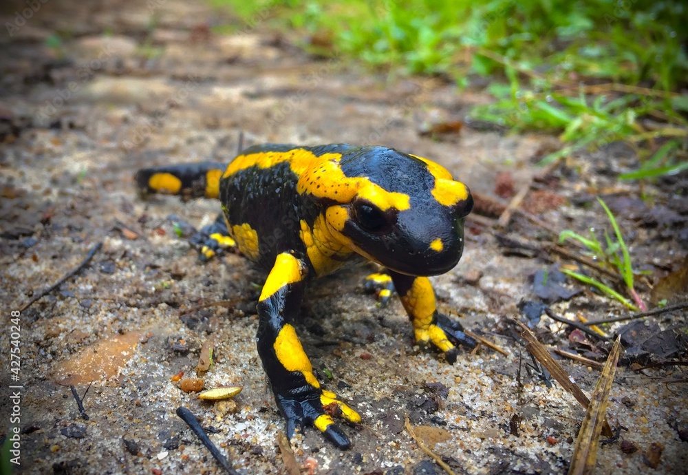 Obraz premium salamander