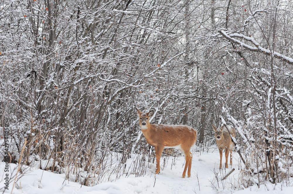 White tail deer family at the edge of a winter forest in the city park White tail deer family at the edge of a winter forest in the city park