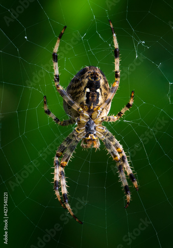 Macro view of a spider in a web - view of the belly.