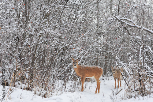 White tail deer family at the edge of a winter forest in the city park © LaurieSH