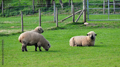 Hampshire sheep on a pasture in Kenilworth, UK