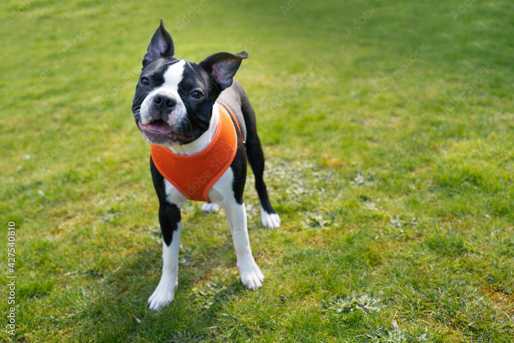 Gorgeous black and white Boston Terrier puppy on grass wearing an orange harness.