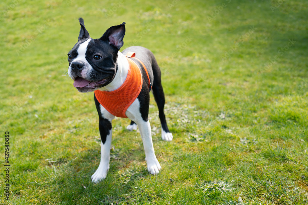 Gorgeous black and white Boston Terrier puppy on grass wearing an orange harness.
