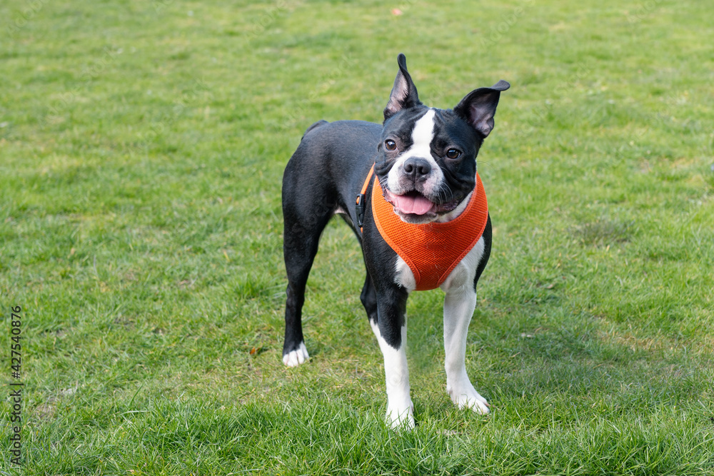 Orange hotsell boston terrier