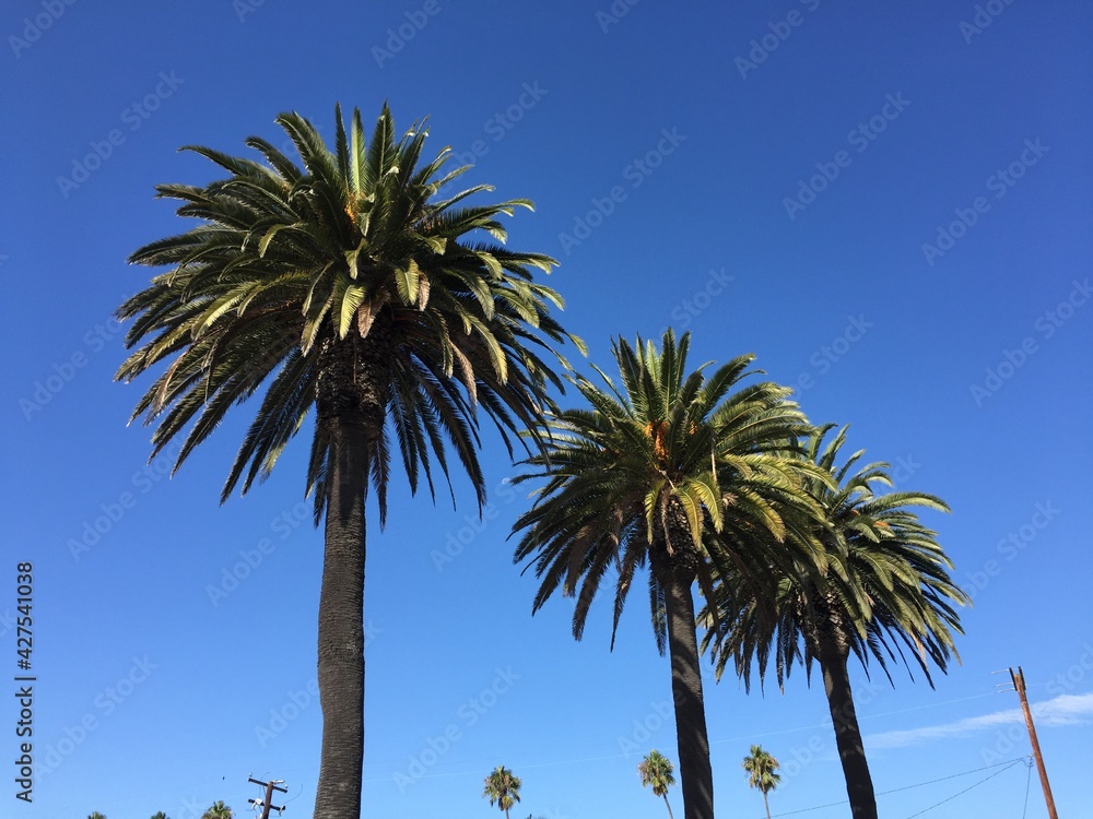 Fototapeta premium palm trees against blue sky
