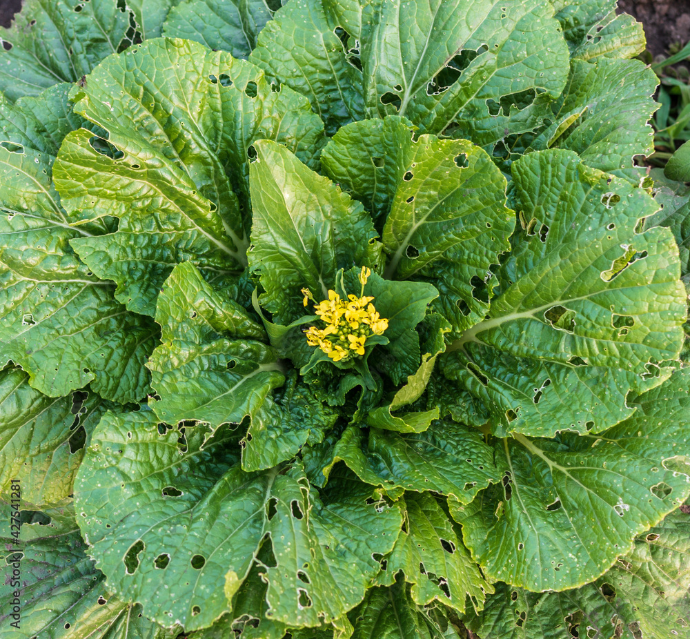 Cabbage damaged by insects pests close-up. Head and leaves of cabbage in hole, eaten by larvae butterflies and caterpillars. Cabbage damaged by insects pests close-up. Head and leaves of cabbage in hole, eaten by larvae butterflies and caterpillars.