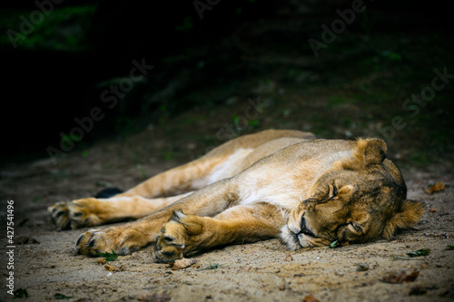 Lioness resting and napping on the sand.